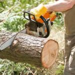 5 Best Tree Removal Services in Meridian - Discover safe removal and cleanup by trained crews