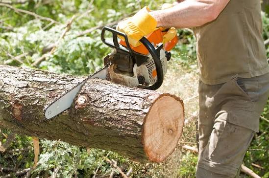 5 Best Tree Removal Services in Meridian - Discover safe removal and cleanup by trained crews